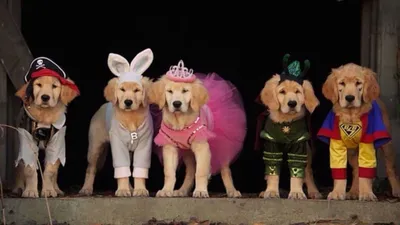 Hayalet Patiler izle