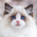 Darbooka adlı kullanıcı